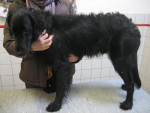 Bono,flatcoated,2,5 jr,met homeopathie van oorontsteking af.
